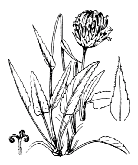 Flore de Coste - Phyteuma orbiculare