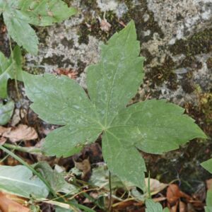 Géranium noueux - Feuilles