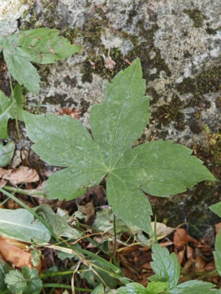 Géranium noueux