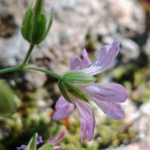 Géranium noueux - Sépales