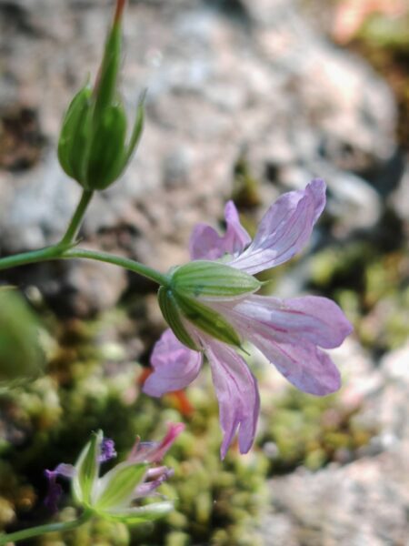 Géranium noueux