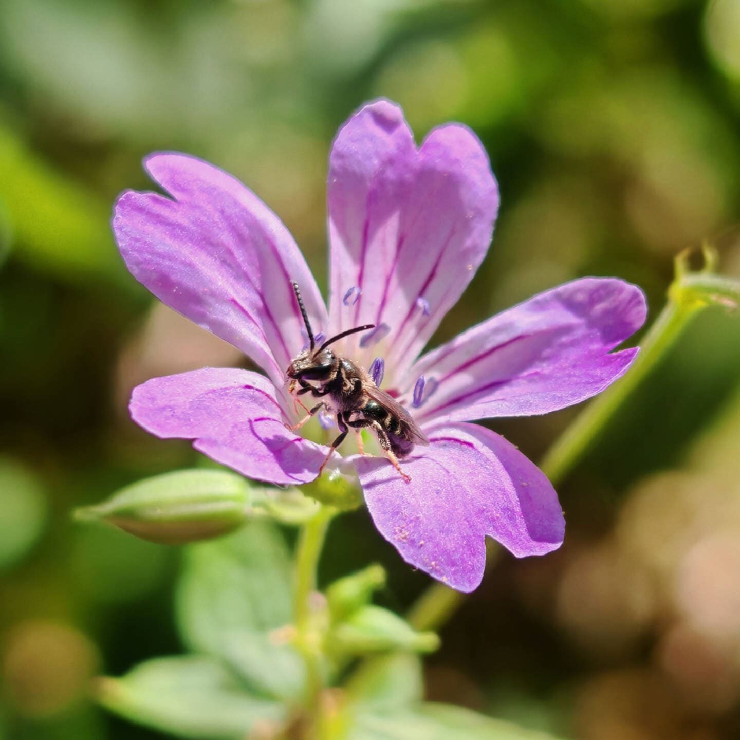Géranium noueux - Fleur