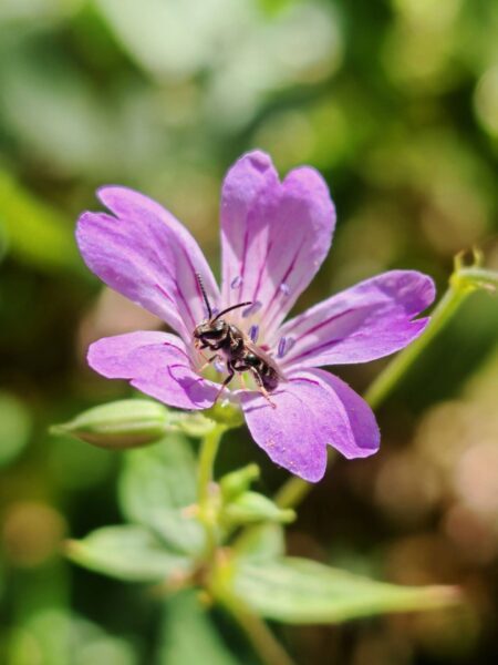 Géranium noueux