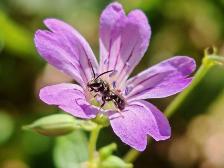 Géranium noueux