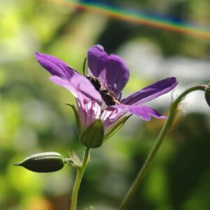 Géranium noueux - Calice