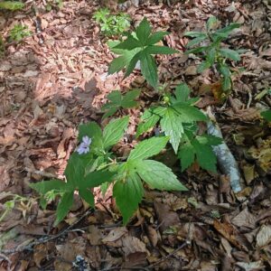 Géranium noueux - Plante entière