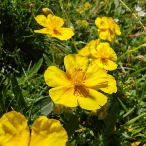 Hélianthème commun - Fleurs