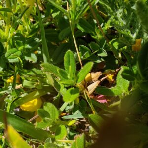 Hélianthème commun - Feuilles