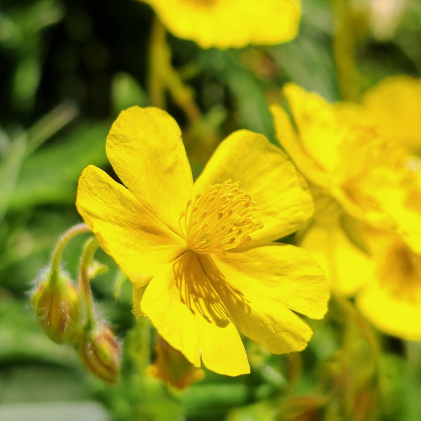 Hélianthème commun - Fleur