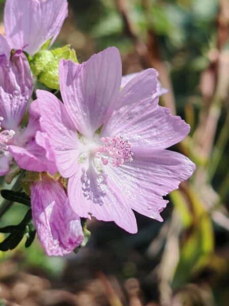 Mauve musquée