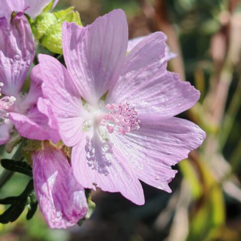 Mauve musquée - Fleur rose