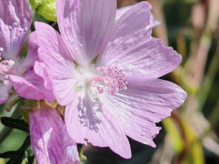 Mauve musquée