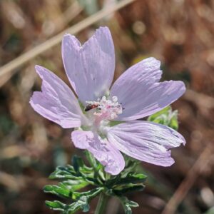 Mauve musquée - fleur solitaire