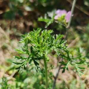 Mauve musquée - Feuilles