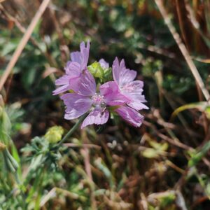 Mauve musquée - Sommité fleurie