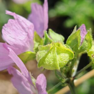 Mauve musquée - Bourgeon