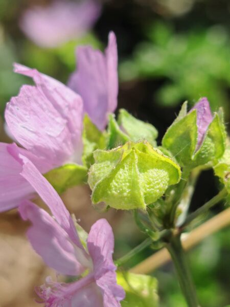 Mauve musquée