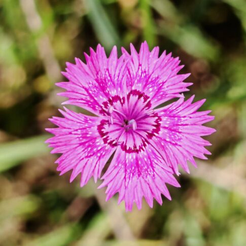 Œillet de Séguier - Pétales