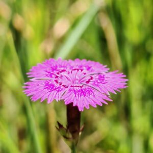 Œillet de Séguier - Fleur