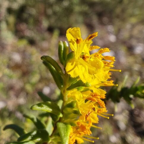 Odontite jaune - Fleur