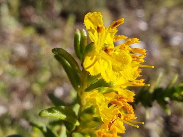Odontite jaune