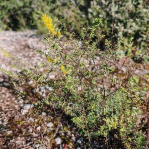 Odontite jaune - Plante entière
