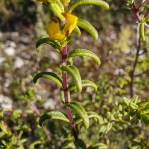 Odontite jaune - Feuille