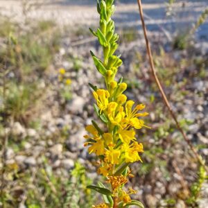 Odontite jaune - Fleurs en grappe
