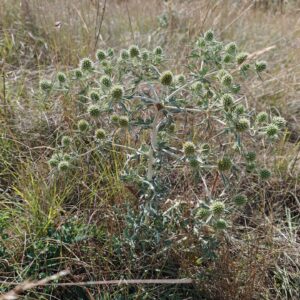 Panicaut champêtre - Plante entière
