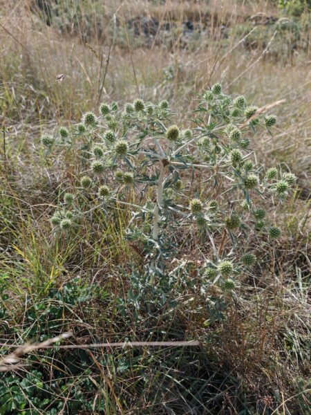 Panicaut champêtre