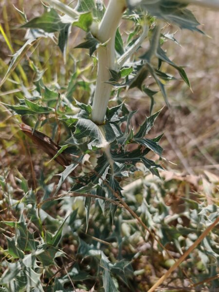 Panicaut champêtre