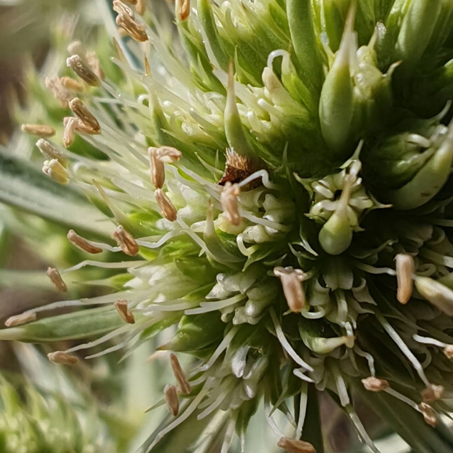 Panicaut champêtre - Fleurs