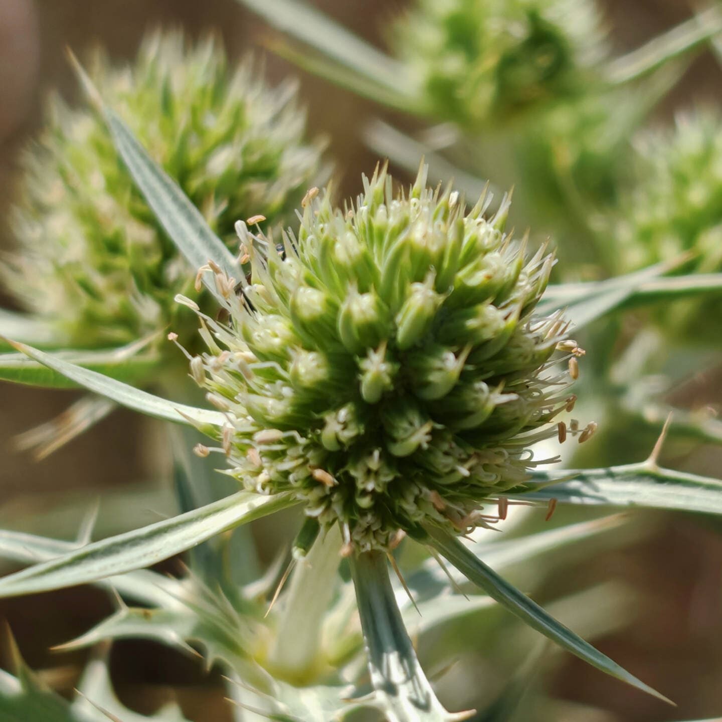 Panicaut champêtre - Inflorescence