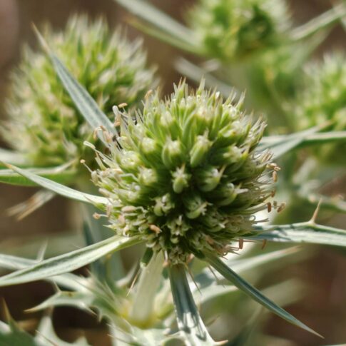 Panicaut champêtre - Inflorescence