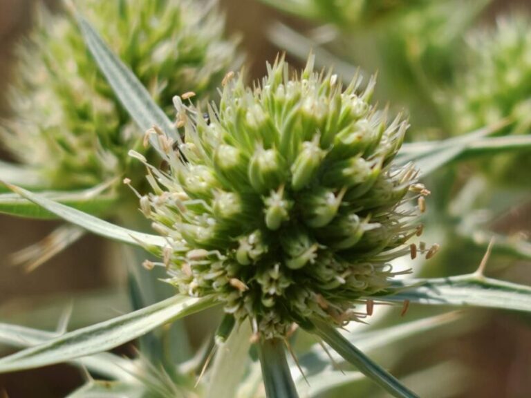 Panicaut champêtre