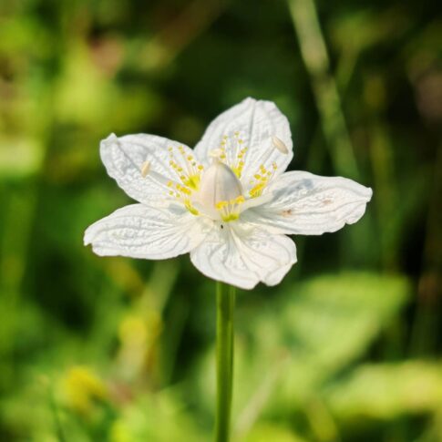 Parnassie des marais - Fleur