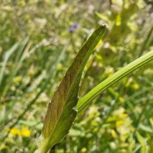 Raiponce orbiculaire - Feuille caulinaire