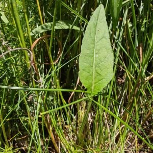 Raiponce orbiculaire - Feuille basale