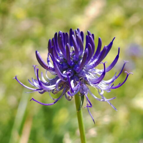 Raiponce orbiculaire - inflorescence