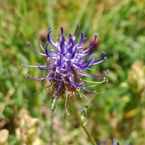 Raiponce orbiculaire - Inflorescence vieillissante