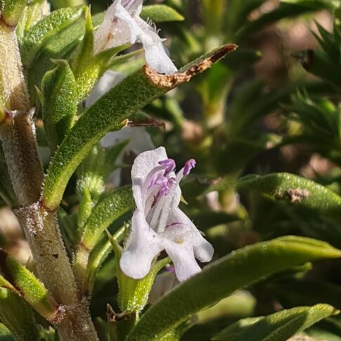 Sarriette des montagnes - Fleur