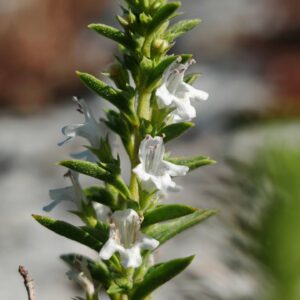 Sarriette des montagnes - Fleurs