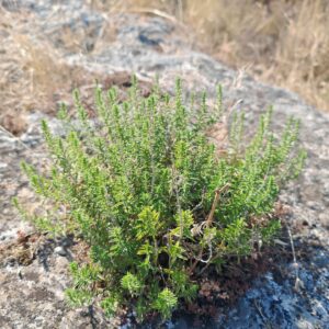Sarriette des montagnes - Plante entière