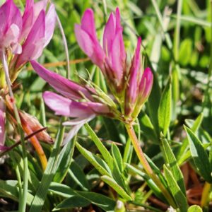 Trèfle alpin - Inflorescence