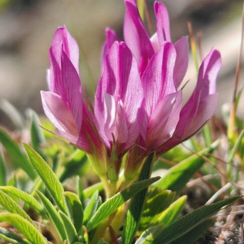 Trèfle alpin - Fleurs