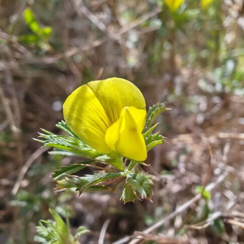 Bugrane minuscule - Fleur papilionacée