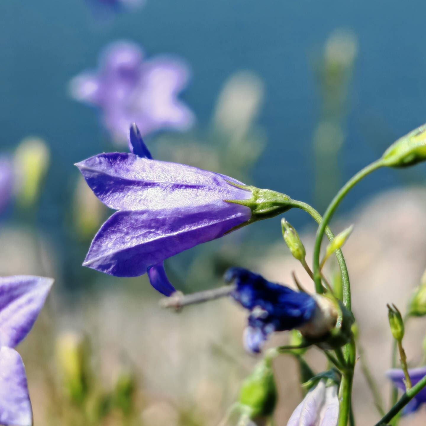 Campanule à feuilles rondes - Sépales