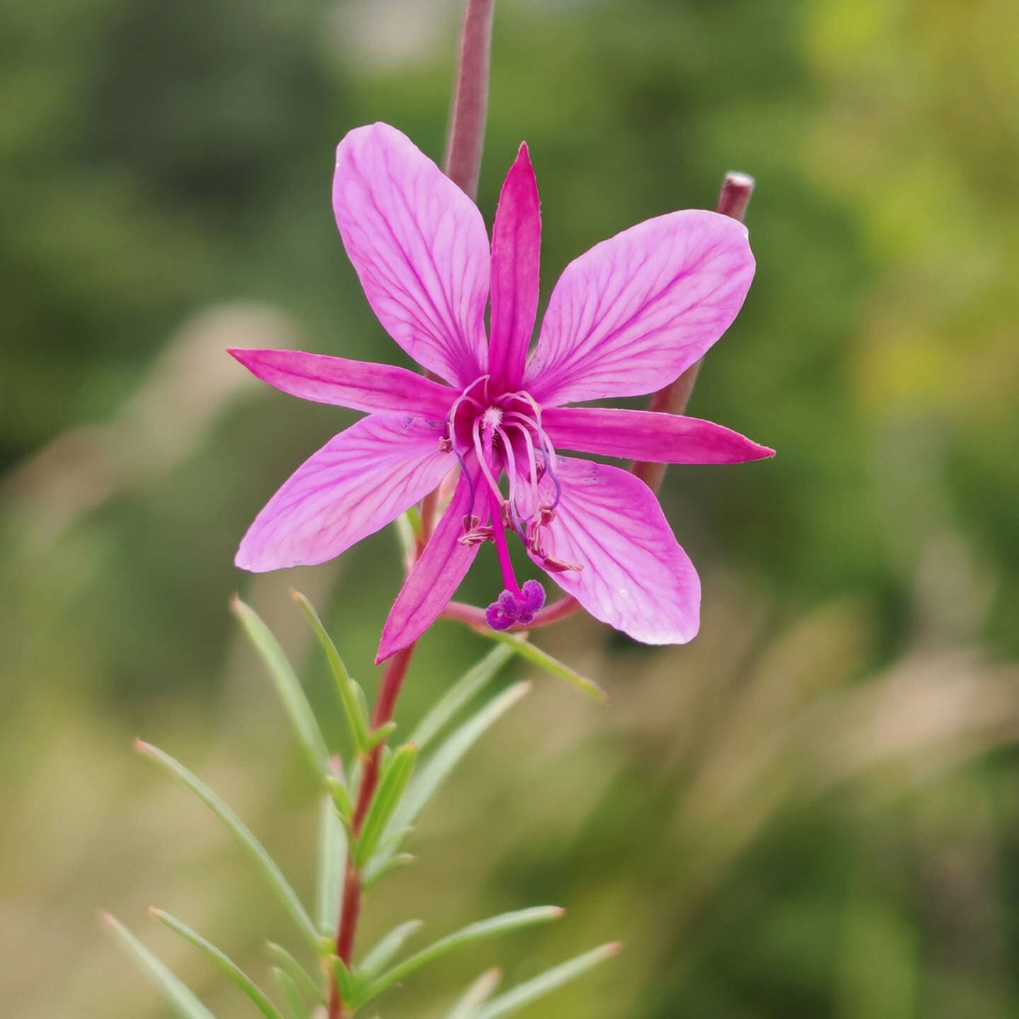 Épilobe romarin - Fleur