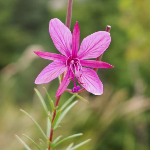 Épilobe romarin - Fleur