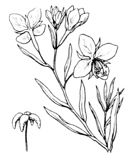 Flore de Coste - Epilopium dodonaei Flore de Coste - Epilopium dodonaei
